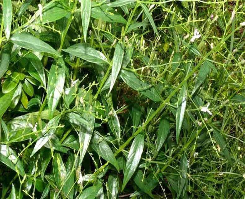 Экстракт Kalmegh Для ревматоидного артрита, диабета, гриппа, воспаления