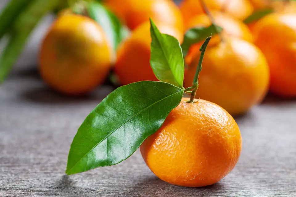 Natural high quality sweet fresh citrus mandarin navel orange wholesale price orange for export