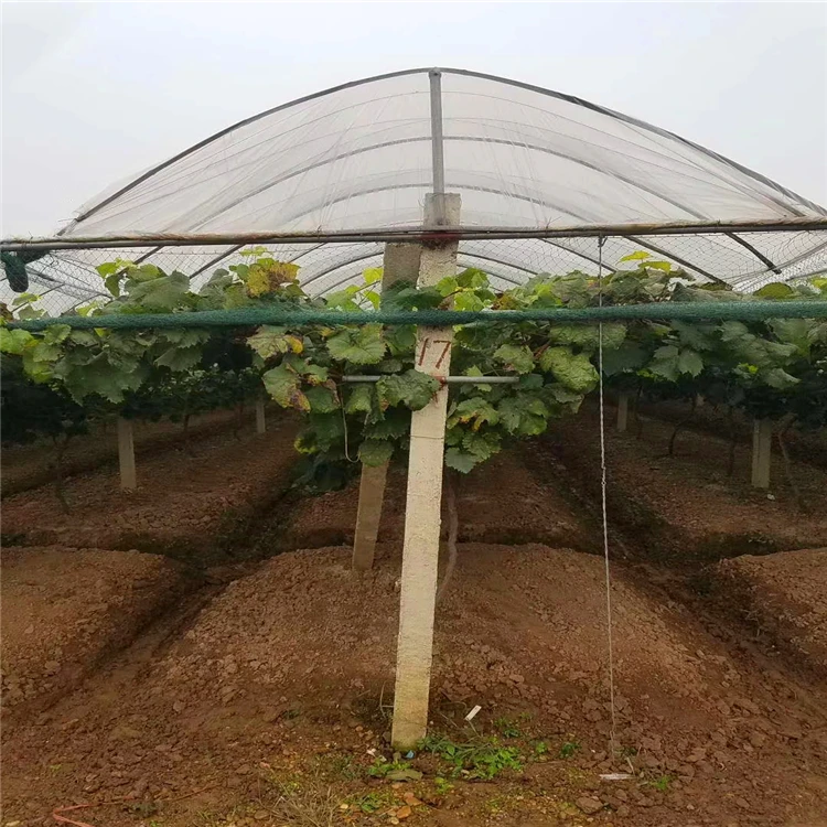 Fiberglass stake for warm house/ GRP plant stakes/FPR rod for garden in Tstar