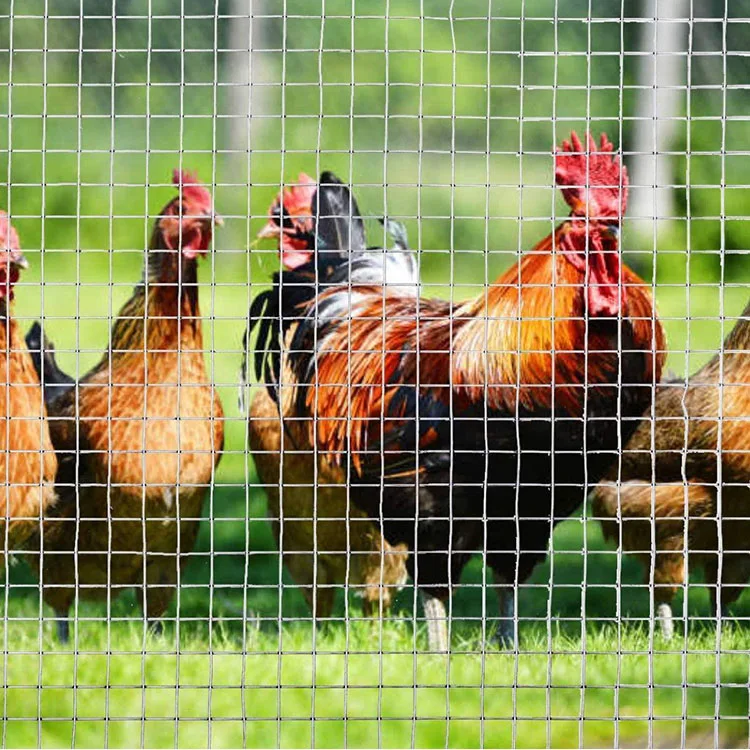 RTS 1/2Inch Galvanized Welded Iron Wire Mesh 19 Gauge Welded Wire Mesh Hardware Cloth for Garden Fence