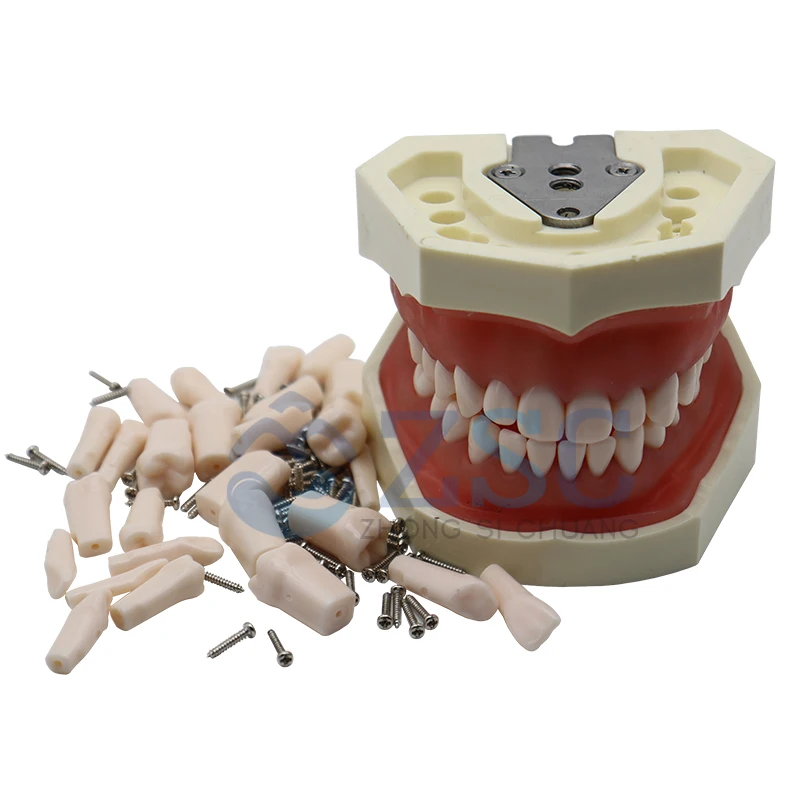 Dental Oral Teaching Tooth Plates Dental Denture Model Typodont Synthetic Resin Polymer False Replace Teeth