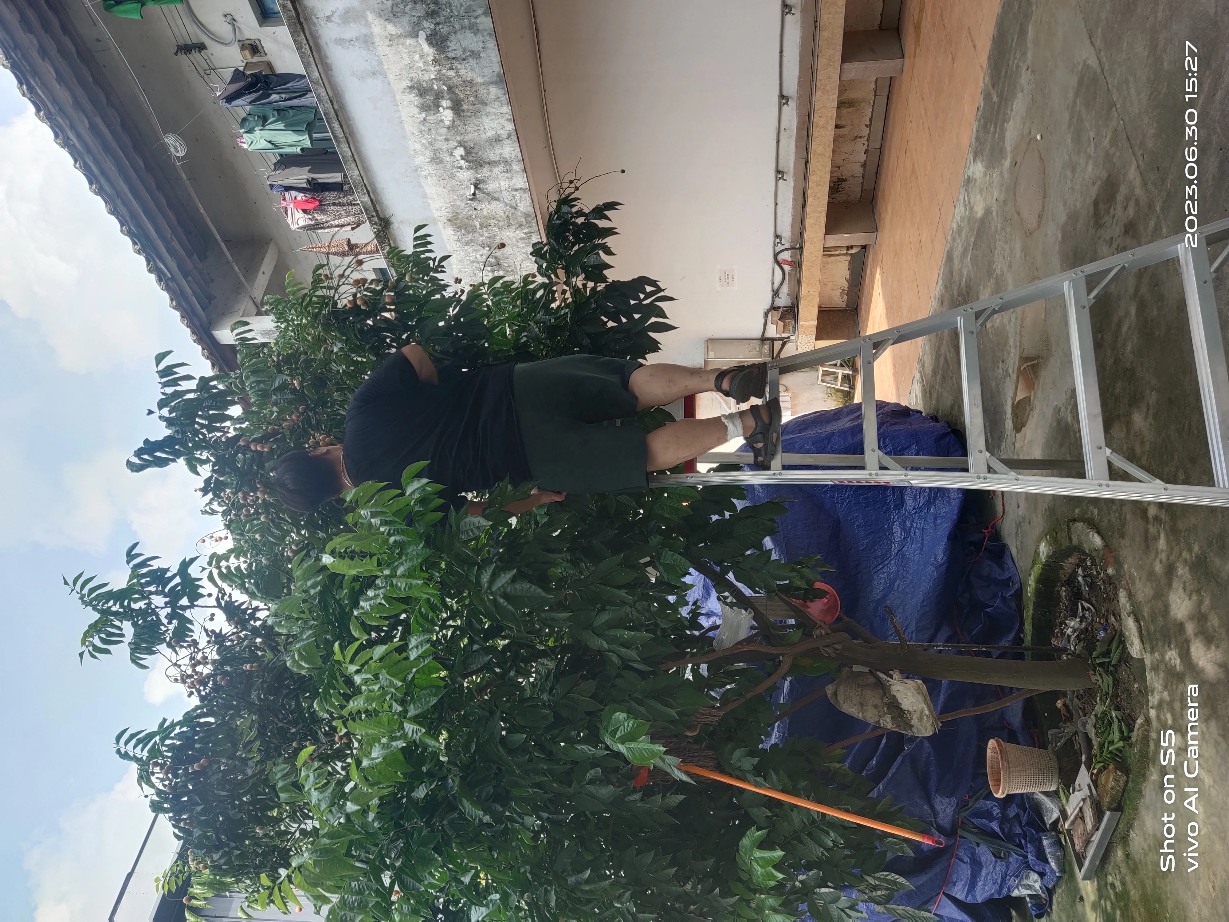 Multi purpose aluminium step orchard position ladder adjustable agricultural ladder