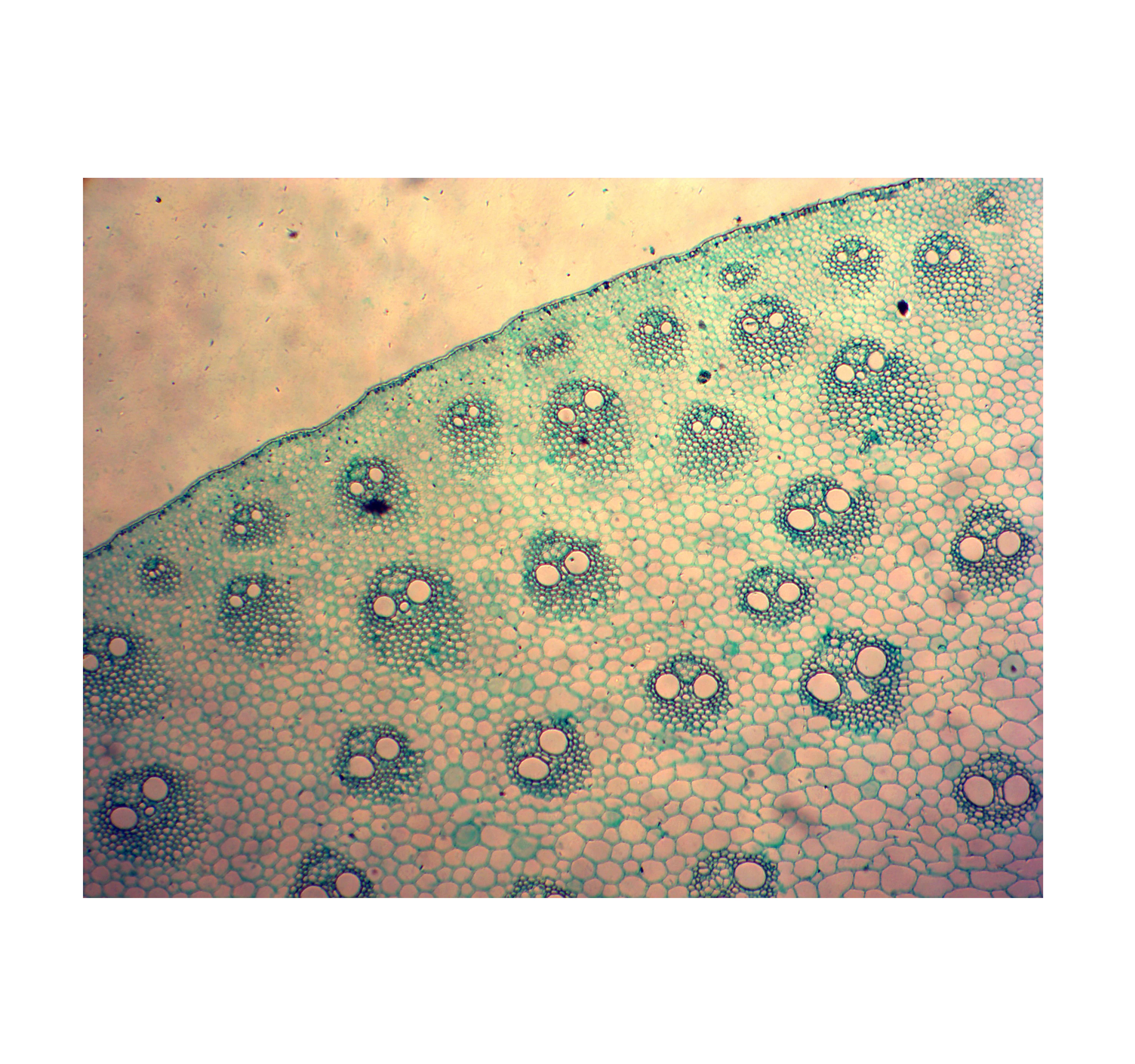 Education Medical Science Natural Botany Leaf Microscope Prepared Slides Set for Teaching and Learning