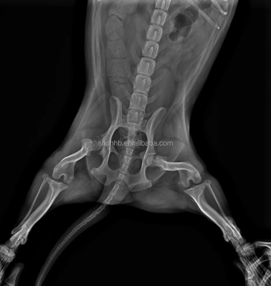 horse FPD X-ray flat panel detector manufacture