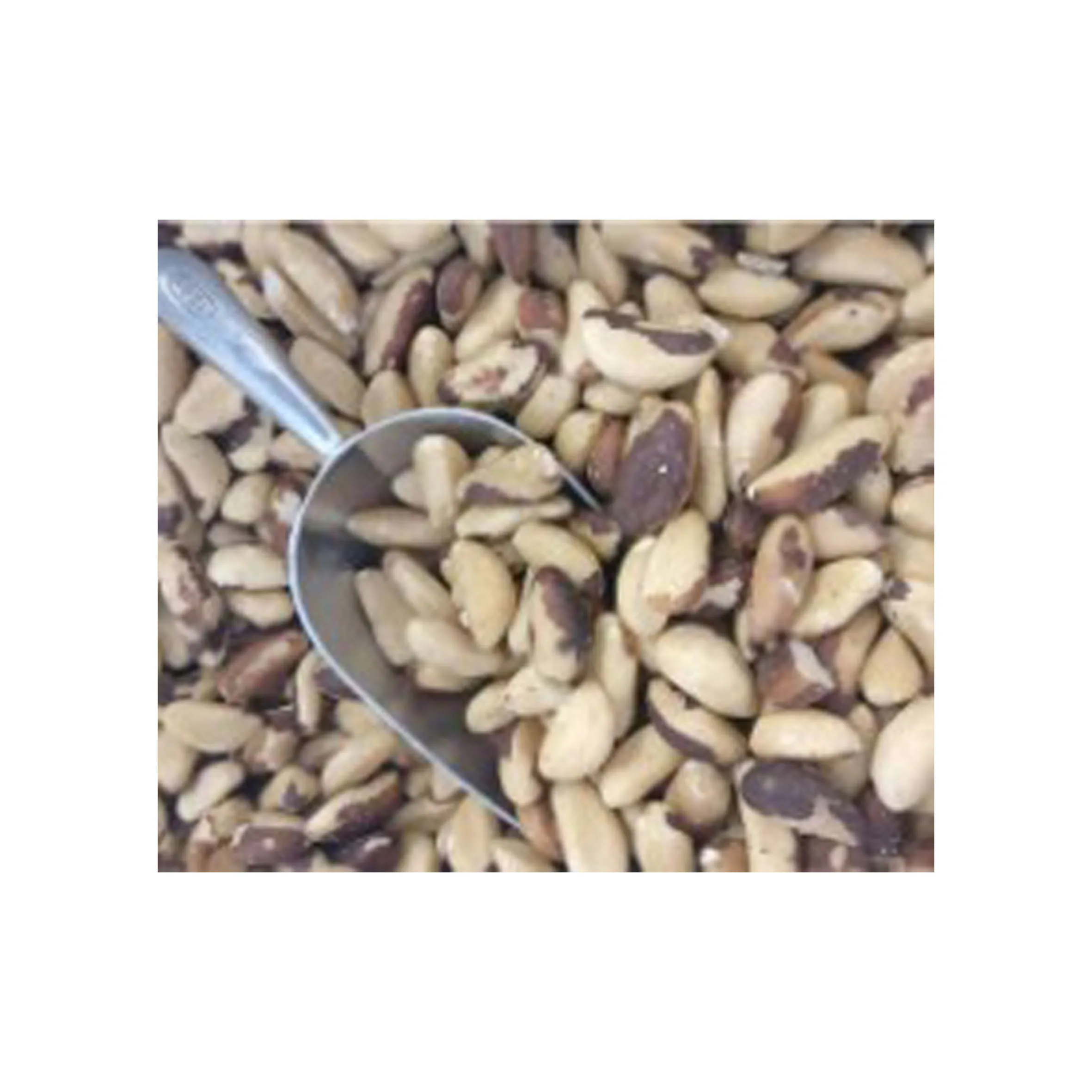 Оптовая продажа, Южная Африка, высокое качество, свежие бразильские орехи, цены