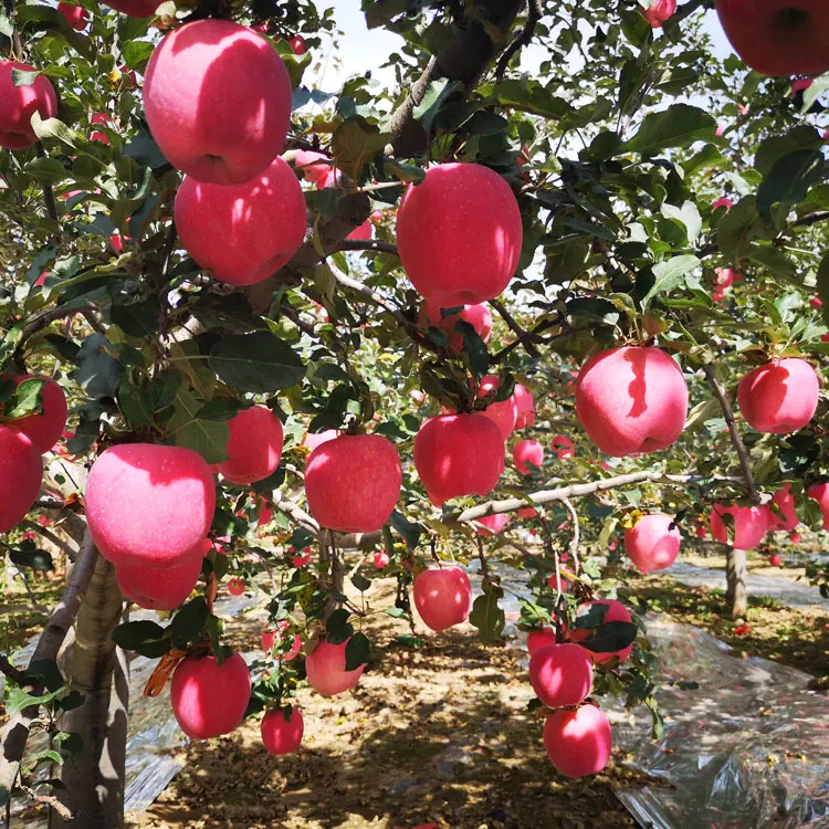 
Export price fresh fruits apples 