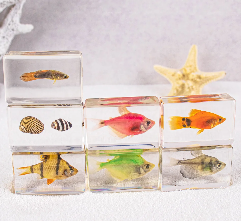 Wholesale Acrylic fish sea shell Educational Gifts Ocean Animal Collection resin epoxy Embedded Specimen wedding decor crafts
