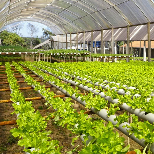 serre tomates multitraves commerciale tunnel / serre agricole prix / serre polycarbonate