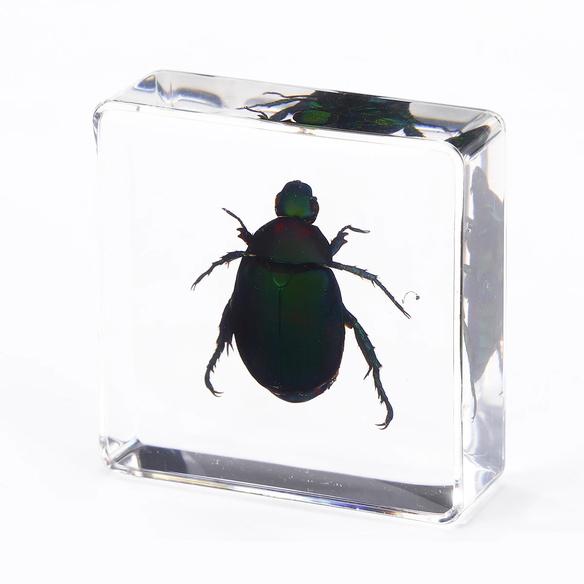 Education Toys Real Bugs in Resin Discovery Kits for kids collection sets resin insect paperweights bugs in resin Early Toys