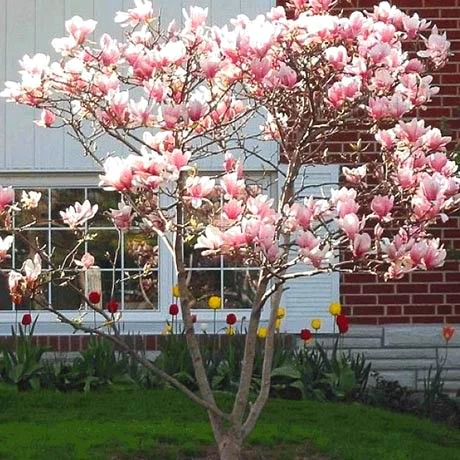 
Amazon Hot Selling Magnolia Flower Tree Seeds Bonsai Plant for indoor garden Send Gift 