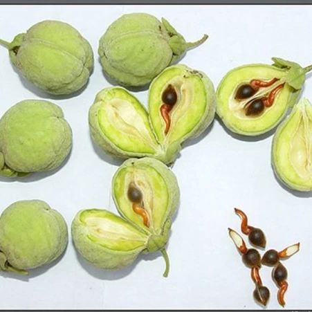 
500g/ bag Bulk Supply New Crops Dried Raw Seeds of Aquilaria -Crassna 