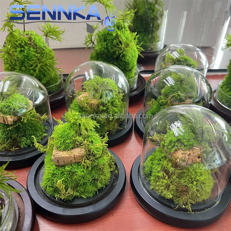 Factory wholesale preserved flower wall landscaping decoration supplies customized preserved immortal moss in glass dome
