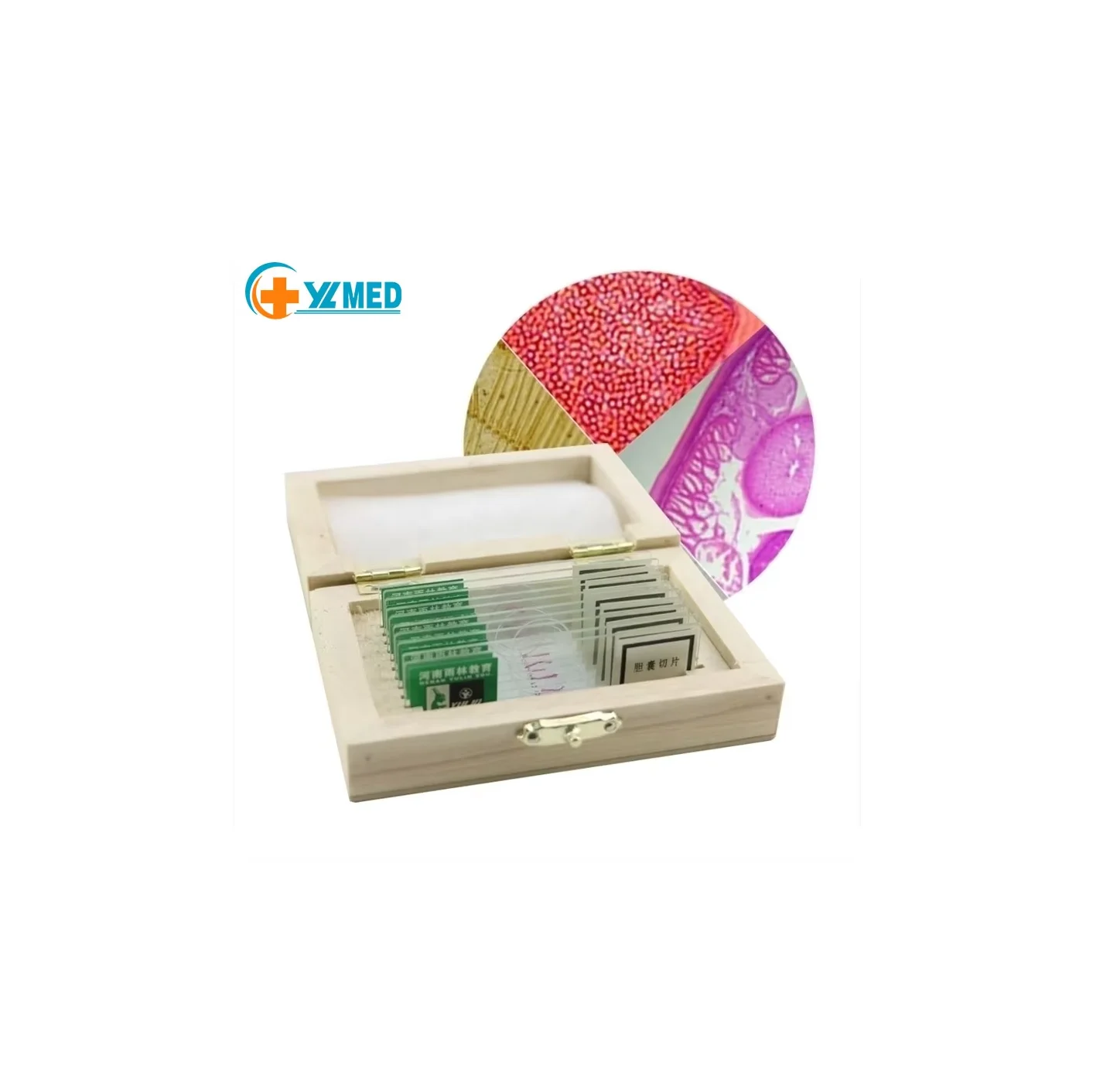 Медицинские научные Учебные ресурсы, стеклянный микроскоп, животные, человеческая гистология, образцы, подготовленные Наборы Слайдов или комплекты