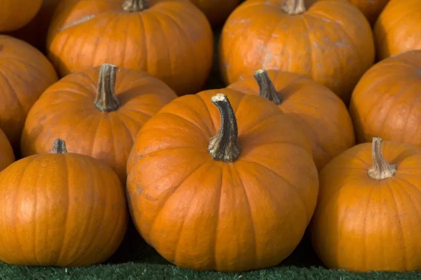
Fresh Organic Sugar Pie Squash Pumpkin 