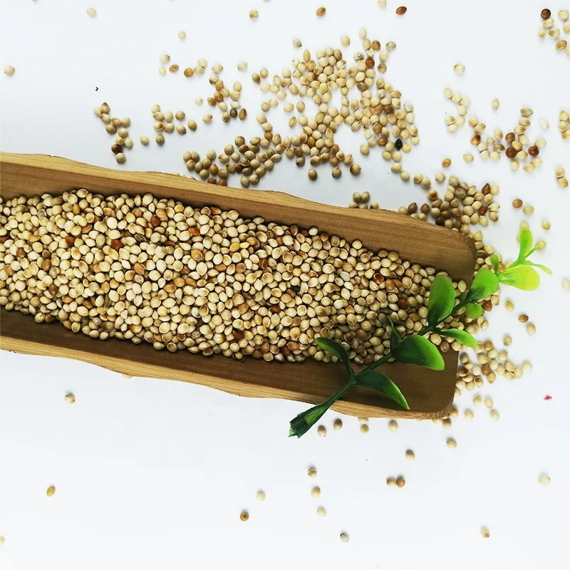 Good Grade Yellow White Broomcorn Millet yellow broom corn millet grains millets