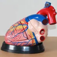 BIX-A1067 big heart anatomical structure models