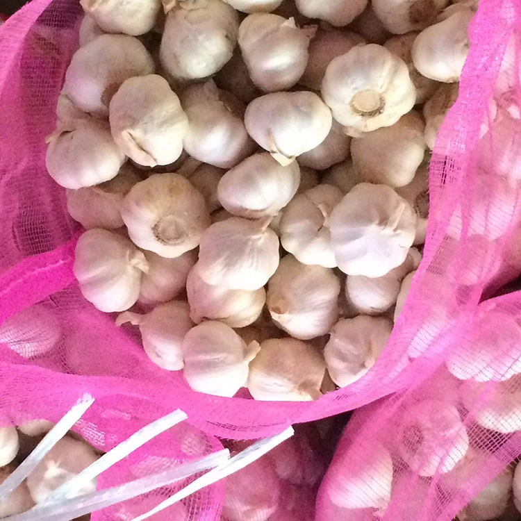 Good price wholesale large amount of fresh white garlic