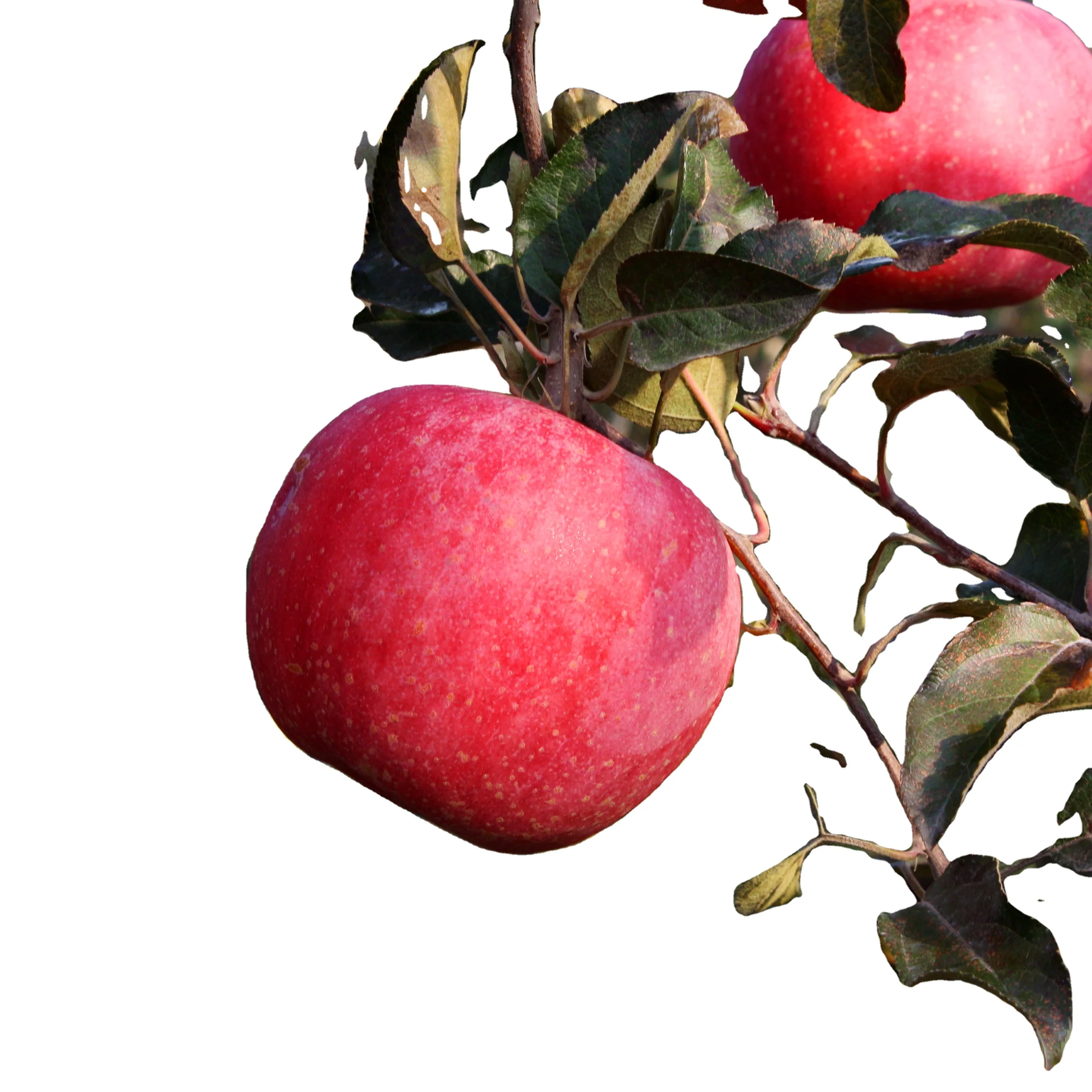 Fresh Nutritious Delicious Crisp 2021 Hot Sale Qixia China Red Fuji Apple