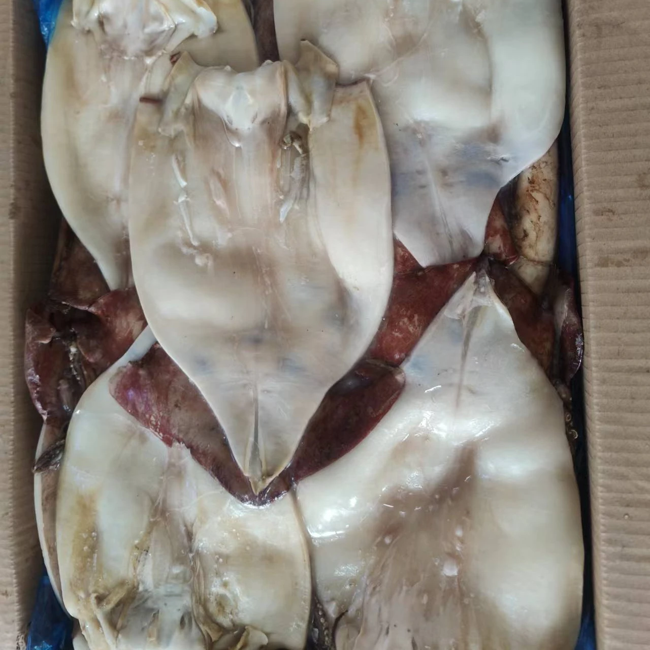 Good Price Frozen  Squid Fillet Squid Meat Whole