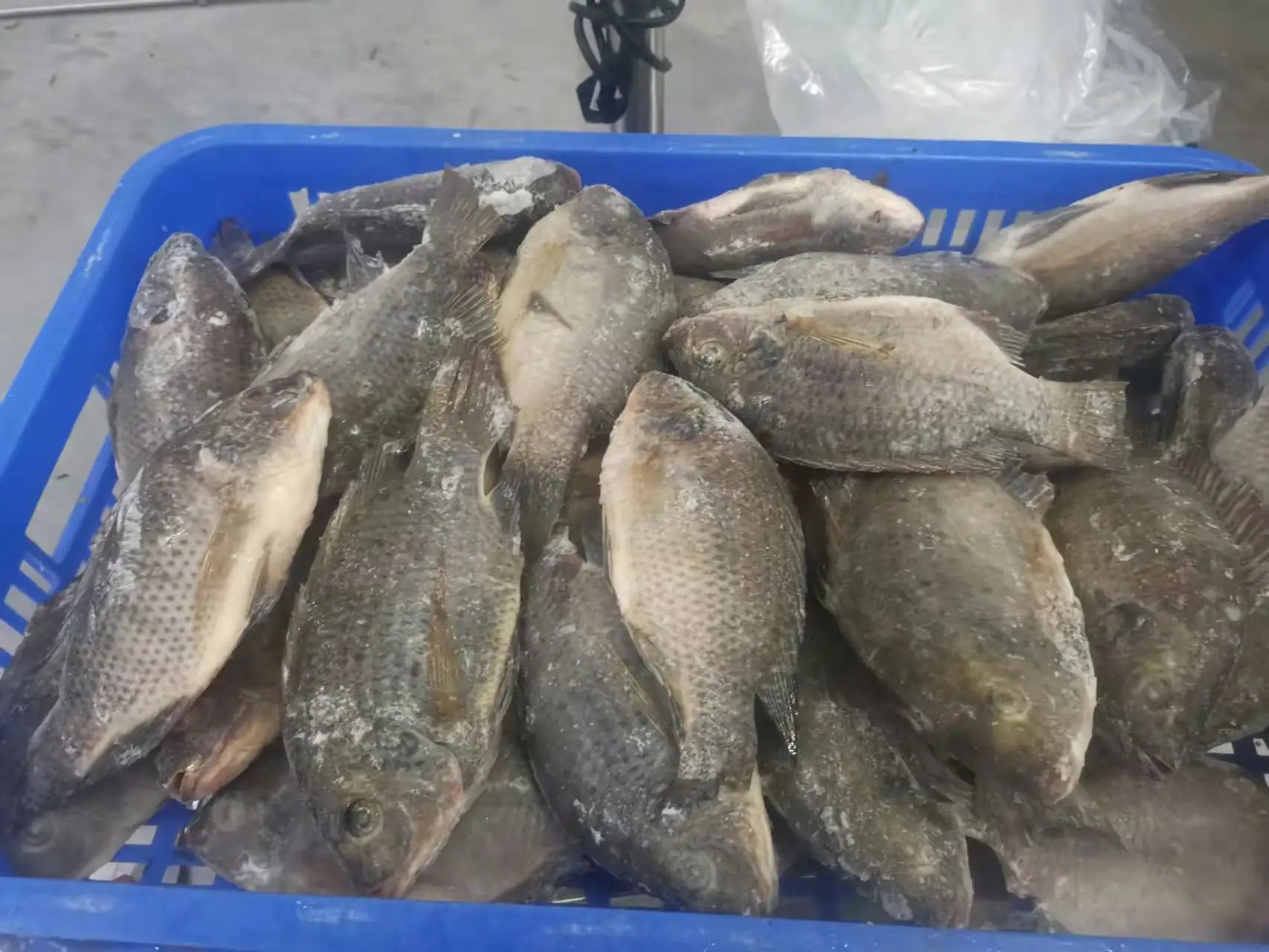 Attractive Tilapia Whole round Fish High Quality and Good Price