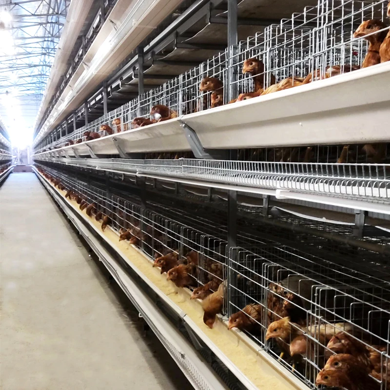 Full Automatic Poultry Farming Chicken Feeder Line H Type Chicken Cage for 15000 Chicken