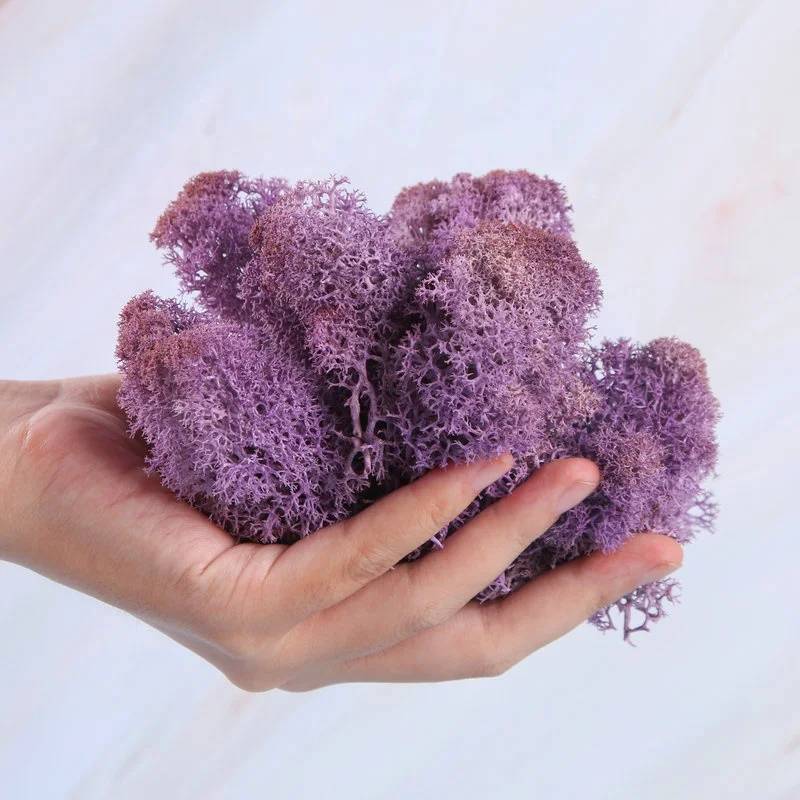 INUNION Factory Wholesale Natural Green Preserved Reindeer Moss Gardening Art Wall Florist Decor Panel