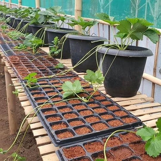 Vegetable Rice Plant growing germination Plastic 105 cells Hard seed starter nursery tray for farm