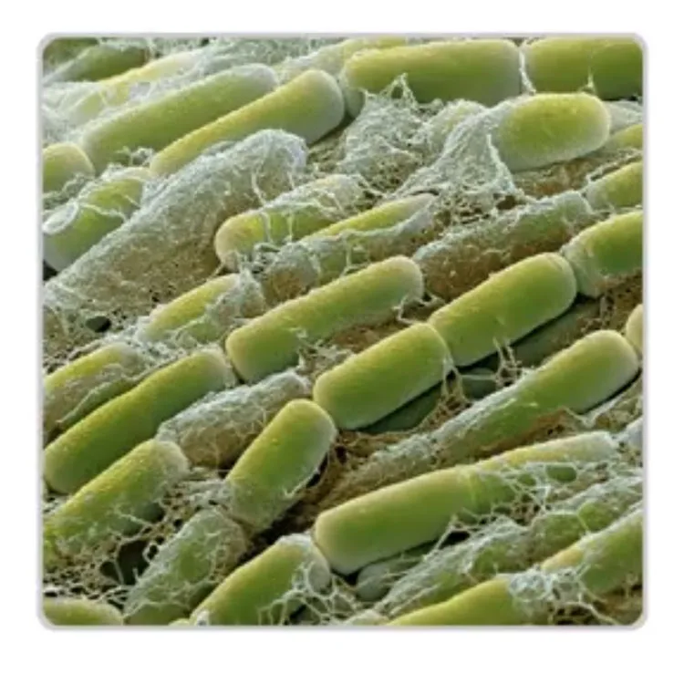 Bacillus Megaterium Improve the soil micro-ecological environment