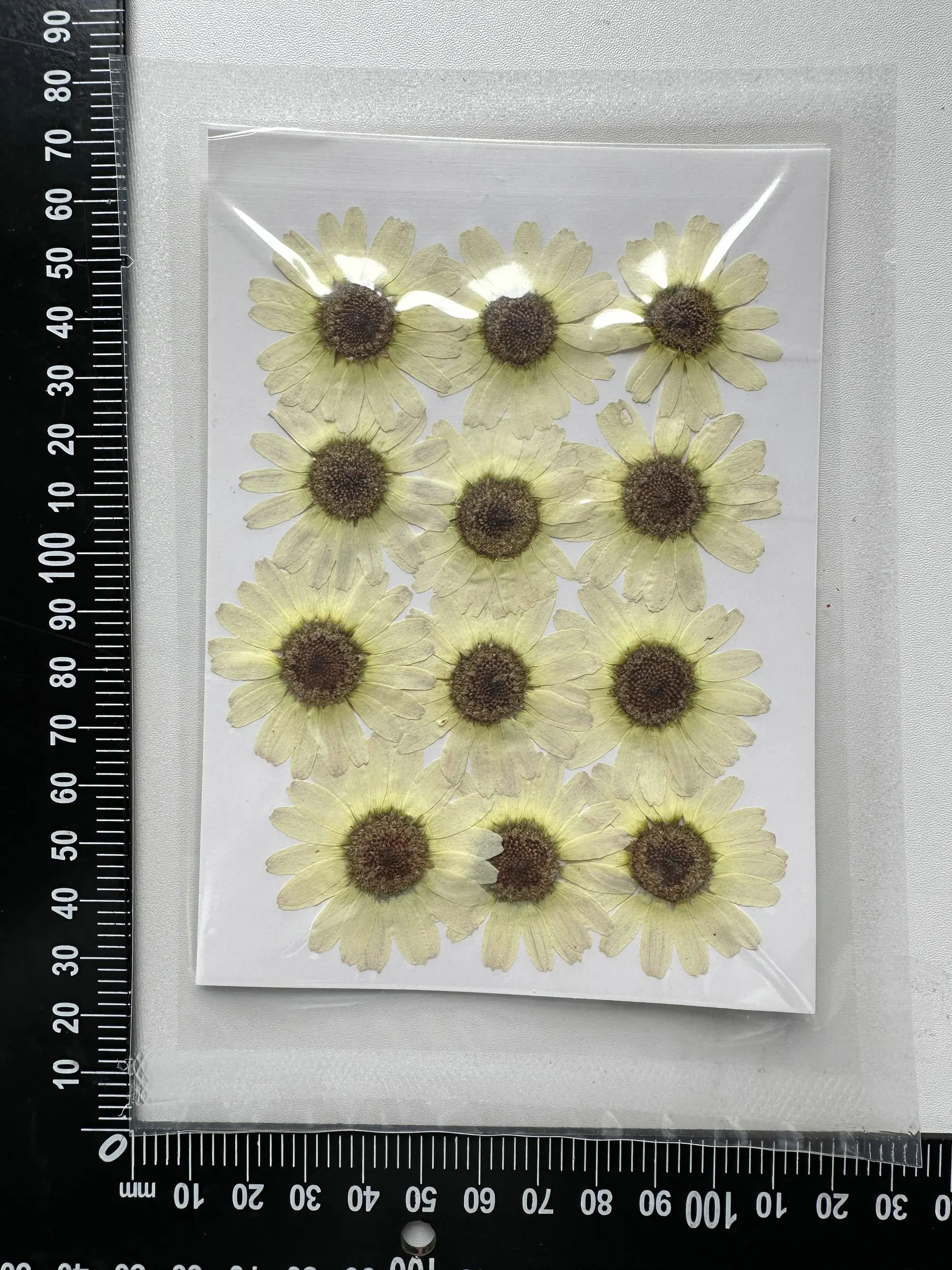 12pcs/pack Grandaisy Phone Case DIY Gift Card Candle Making Pressed Flower