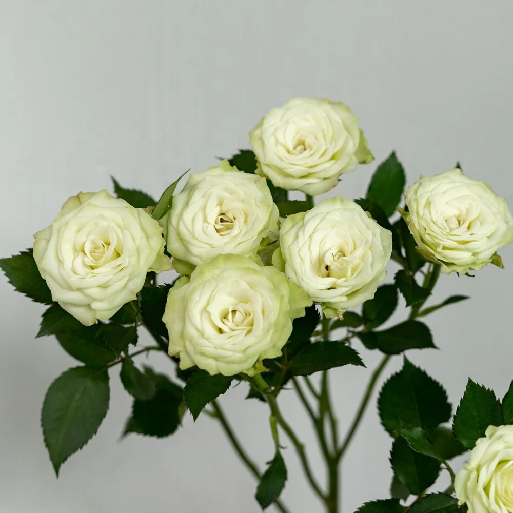 Competitive Price Home Wedding Decor Green White Long Stem Natural Roses Fresh Cut Flowers
