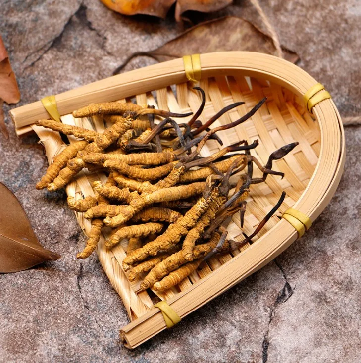 Supply Enchace Immunity Wild Chinese Caterpillar Fungus/Cordyceps Sinensis
