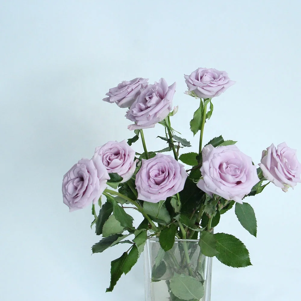 Wholesale Long Stem Natural Bulk Flowers Fresh Cut Roses The Ocean Song Roses A Grade From China