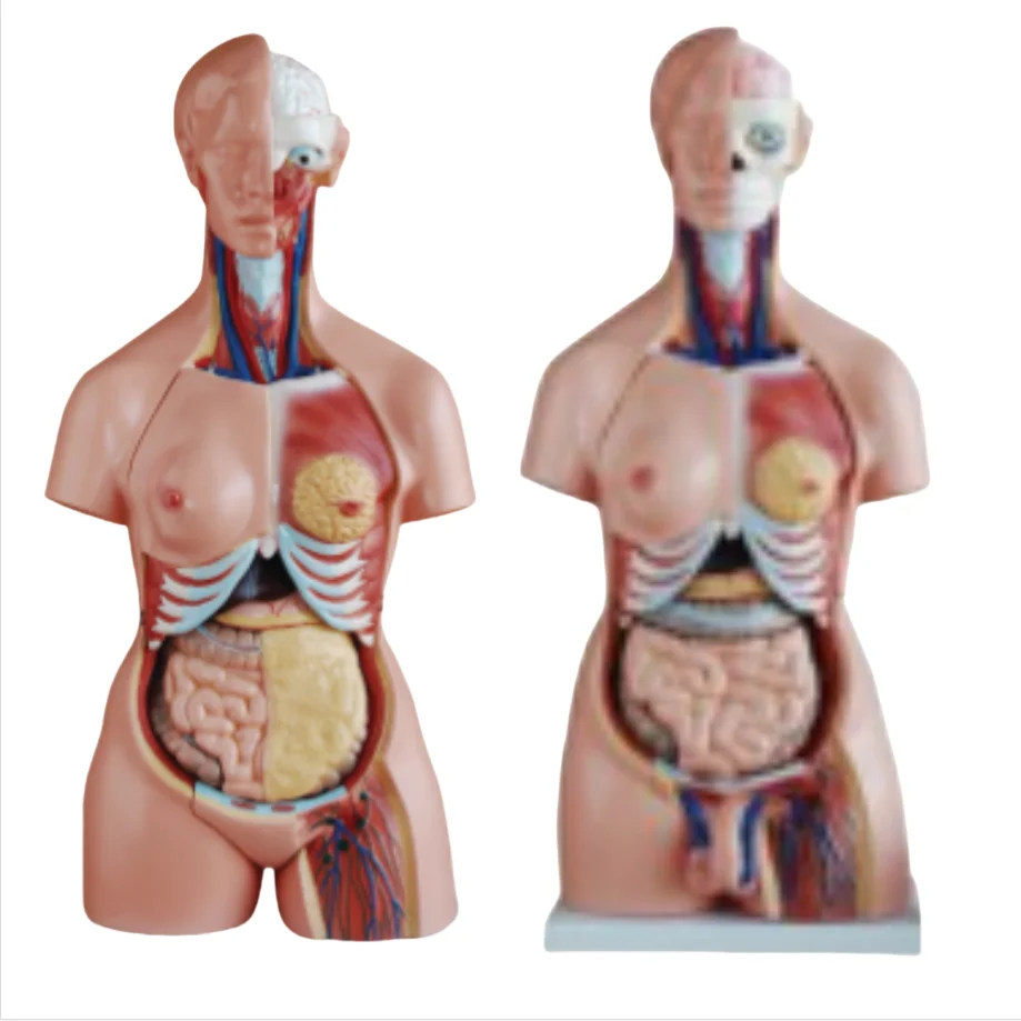 ADA Medical science 85 cm 21 parts  Three sexes torso model and 85cm 40parts Both sexes torso model with open back for teaching