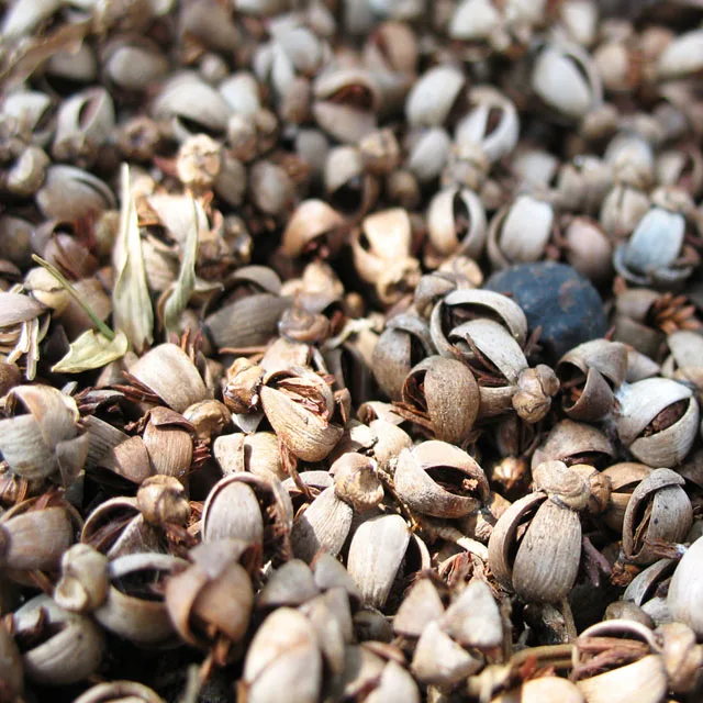 
Palm Kernel Shell from Agricultural Waste with Competitive Price 