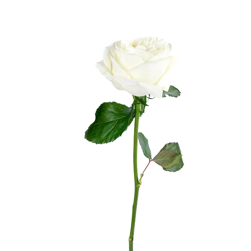 Rose  White  High Quality Natural Wholesale Fresh Cut Flower