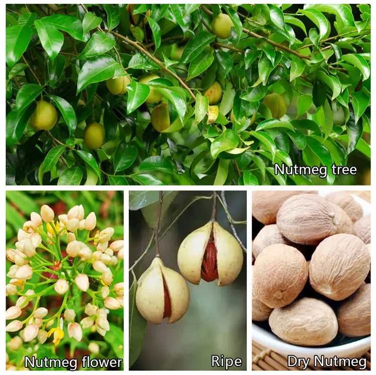 GXWW High Quality Whole Spice Cooking Seasoning Dried Nutmeg Cardamom Herb Spicy Taste Raw Processing Wholesale Price Stock