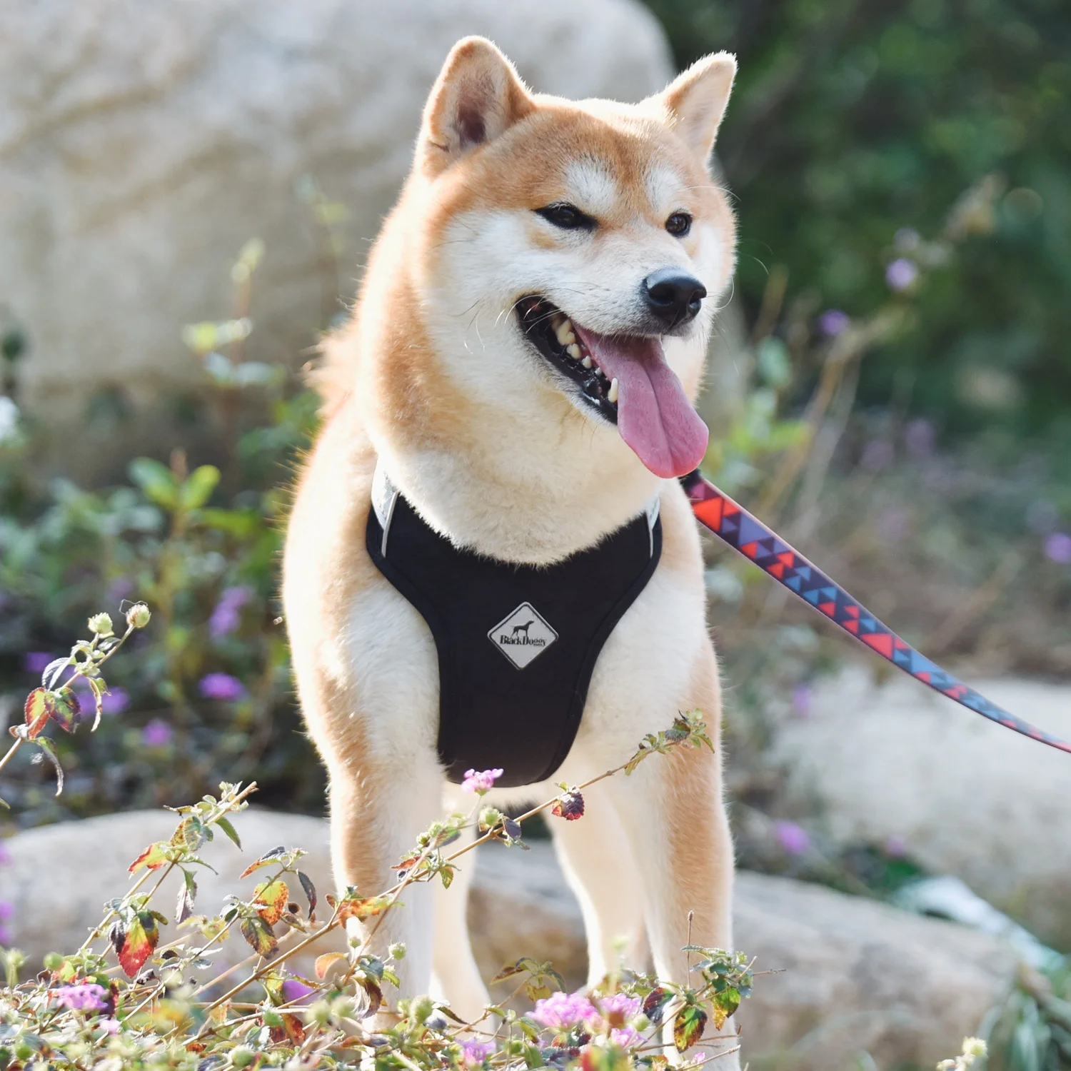 BlackDoggy Designer Pet Clothing Walking Dog Harness Vets for Shiba Inu