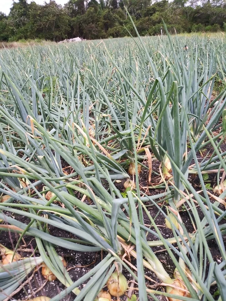 
Onion Hybrid Short Day AMMAN F1 Seeds 