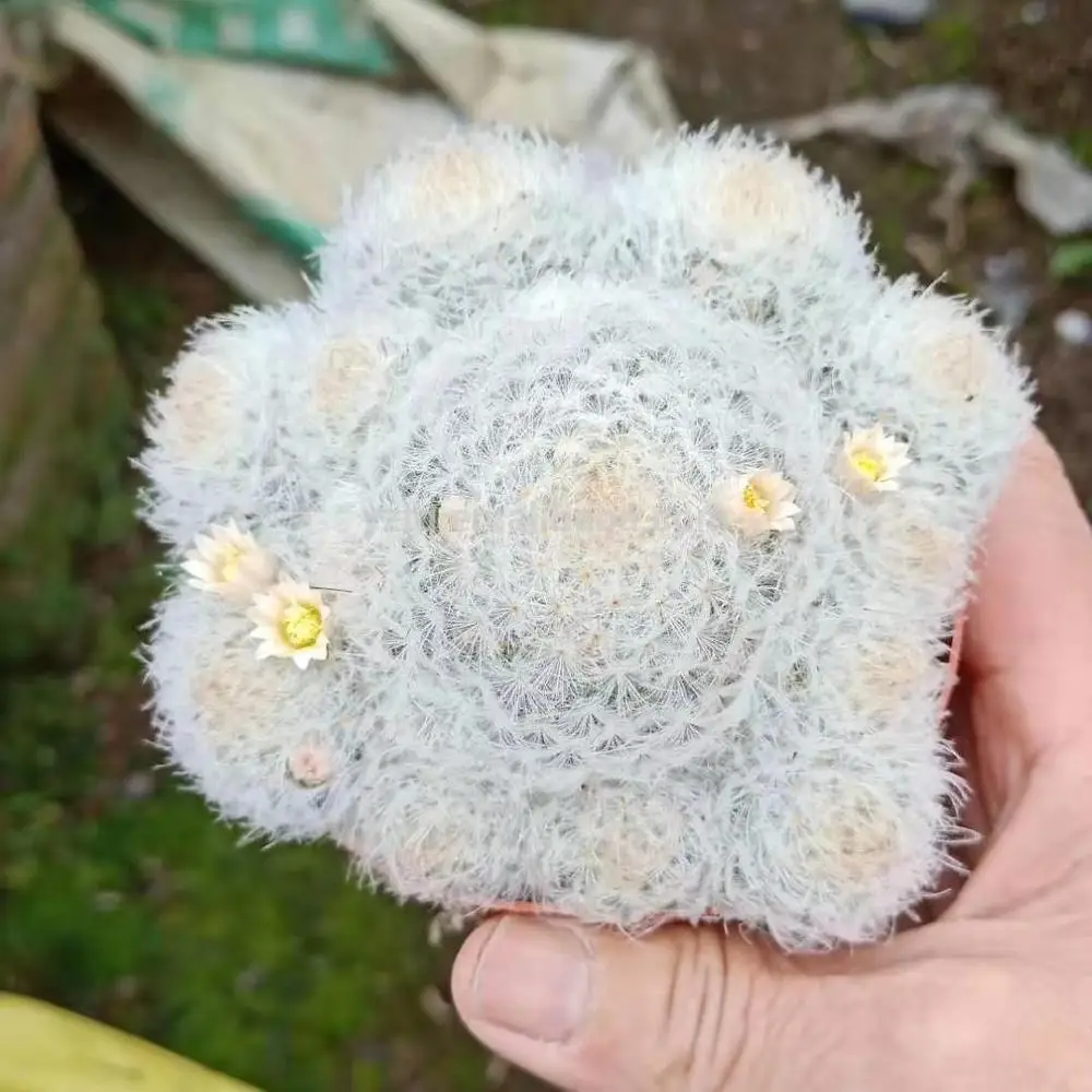 Wholesale cactus Mammillaria plumosa Nature real plants seed live Plants Nursery Household Decorate for sale