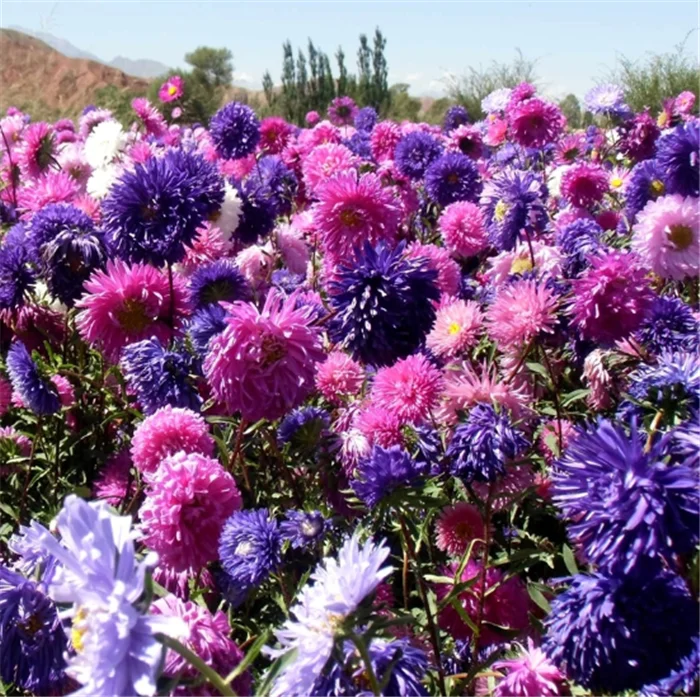 Cui ju Higher germination aster flower seeds for sale