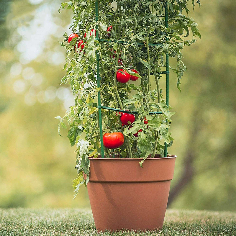 Factory Outlet Creative Wall Mounted Succulent Garden Flower Plant Tomato Cage Climbing Frame