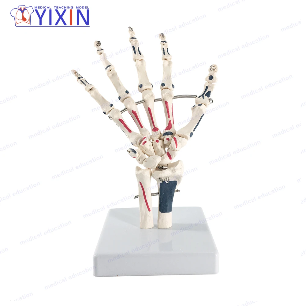 Модель каркаса YiXin/Hand включая улну и радиус с вставками для