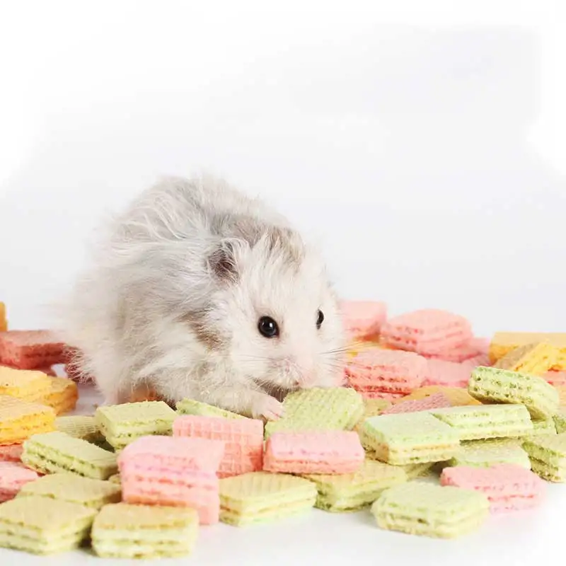 Manufacturer Wholesale Hamster Rabbit Guinea Pig Chinchilla Teething Snacks Small Animal Hamster Nutrition Food Biscuit Snack