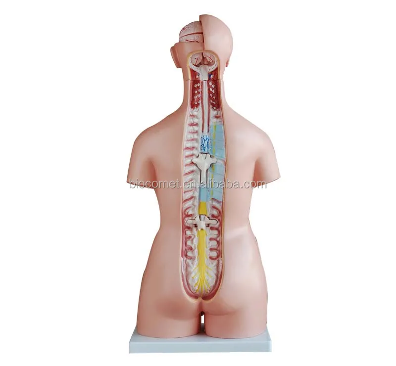 85CM Unisex Torso model 40 Parts Hospital school modelo de torso medico unisex
