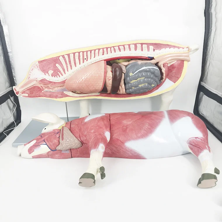 YA/B029 Pig Anatomical Model of Muscle Structure and Internal Organs Anatomical Morphology for Natural Size Education