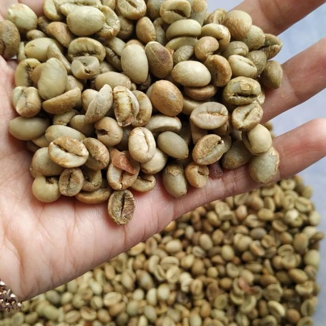 Raw Coffee Bean 100% Natural Color  Hot Selling Ethiopian Arabica And Robusta Green Coffee Beans from Vietnam