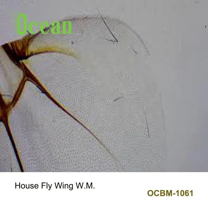 Биологическая лаборатория House Fly Wing w.m., готовые микроскопы