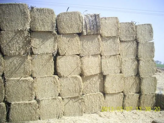 Fresh Dried Wheat Straw Hay For Wholesale price to South Korea/Chopped Wheat Straw Bales in Standard Packaging from Pakistan