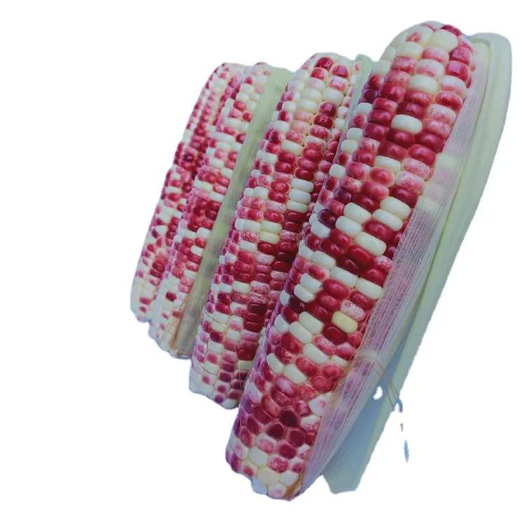 
 Новый сезон свежий сладкий Кукуруза для продажи с вакуумной упаковкой  