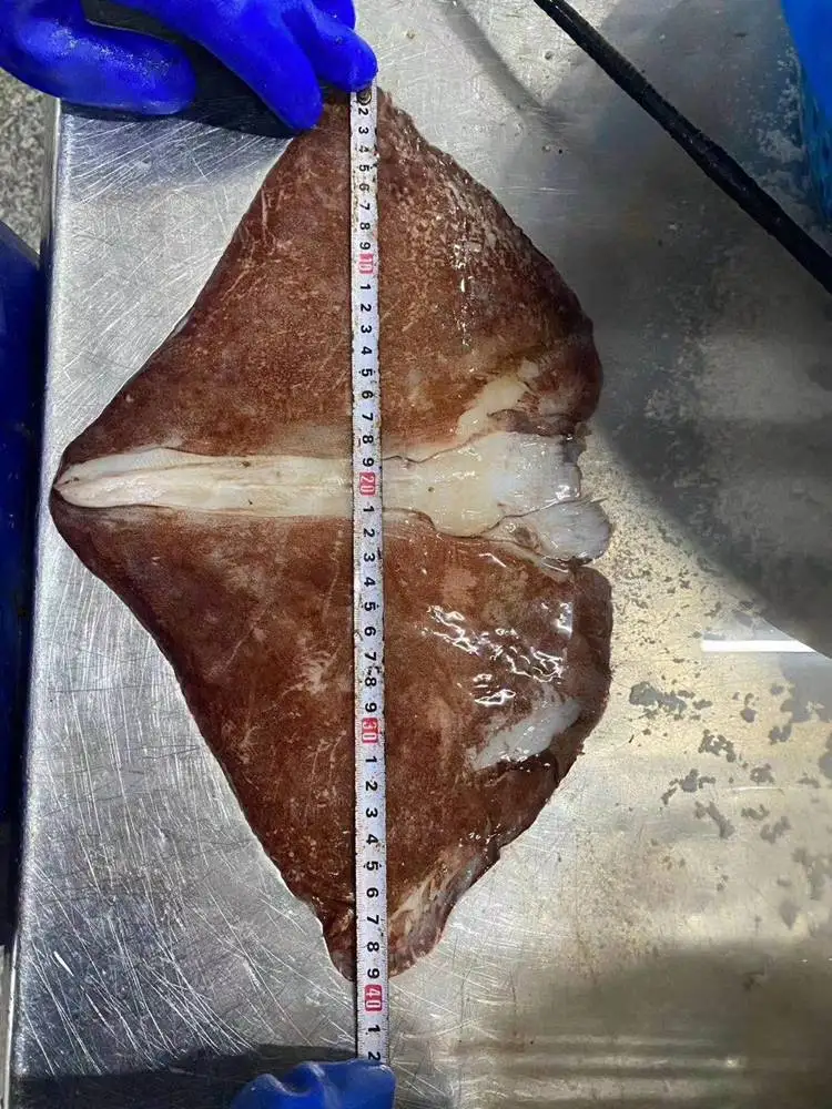 Guaranteed quality proper price China factory frozen giant squid wings